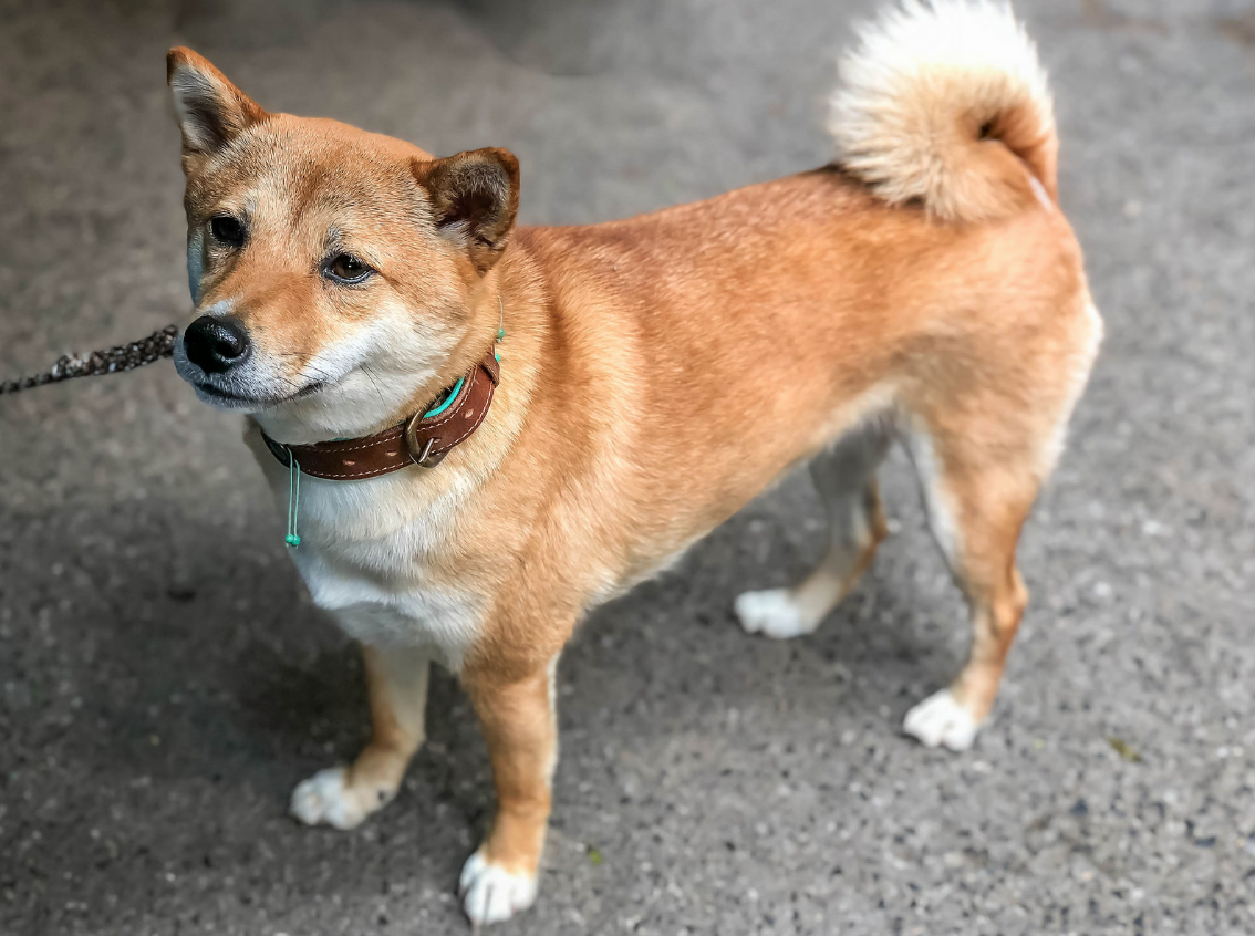 die-geschichte-hinter-dogecoin-alles-begann-als-witz