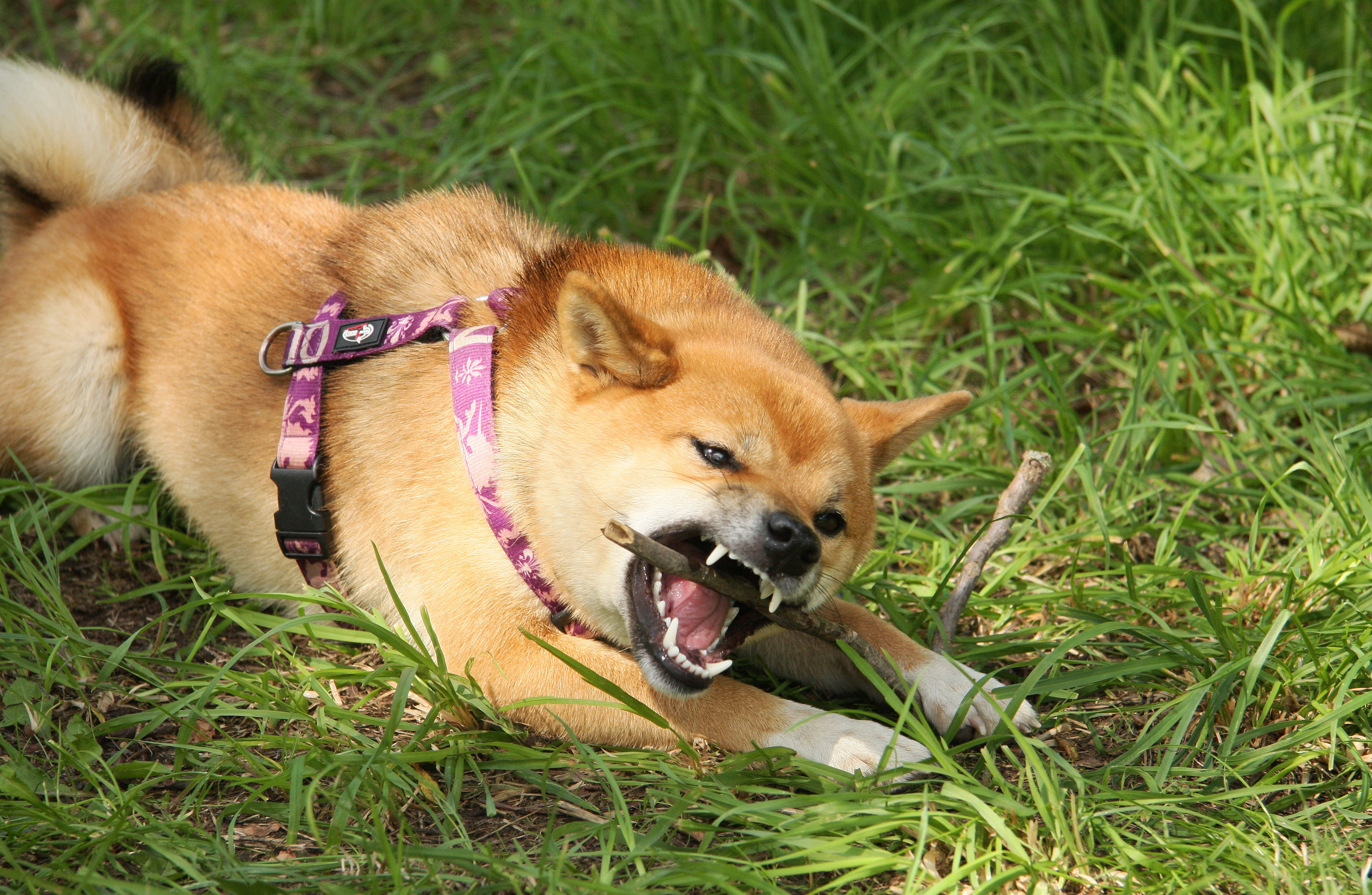 dogecoin-jackson-palmer-gegen-blockchain-bitcoin