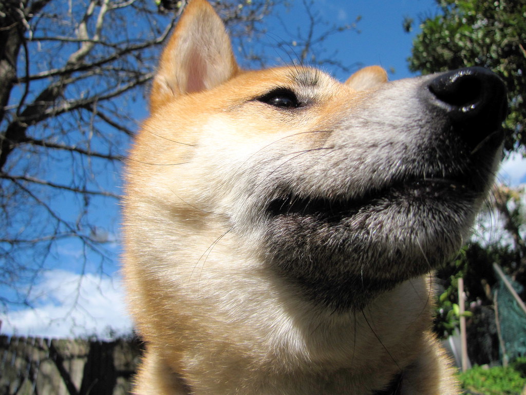 warum-shiba-inu-shib-richtig-anziehen-koennte
