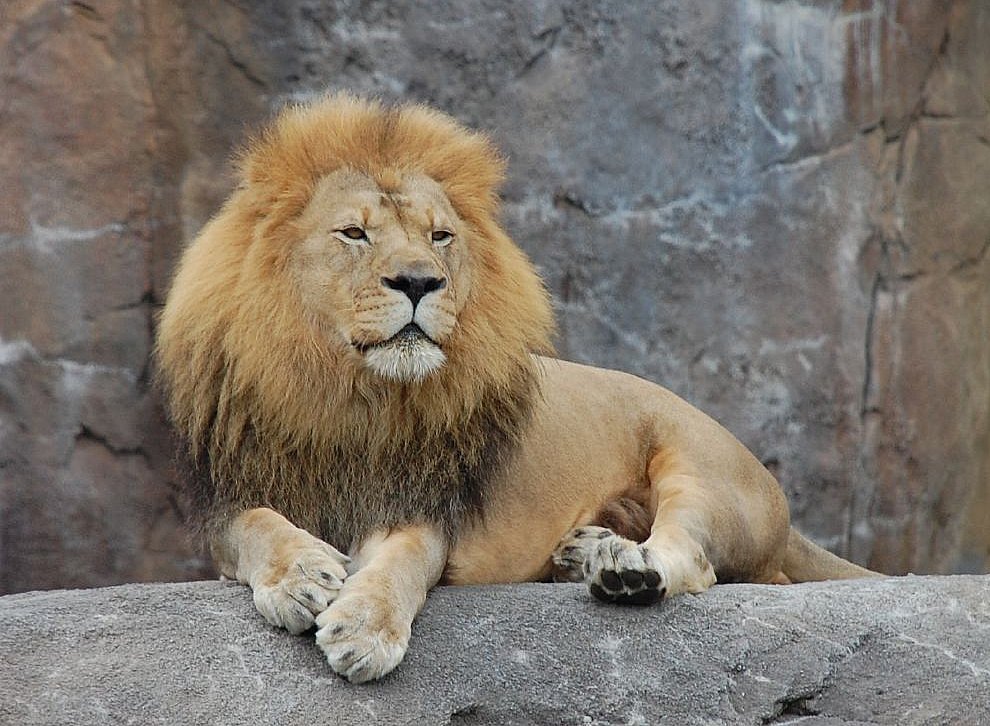 unus-sed-leo
