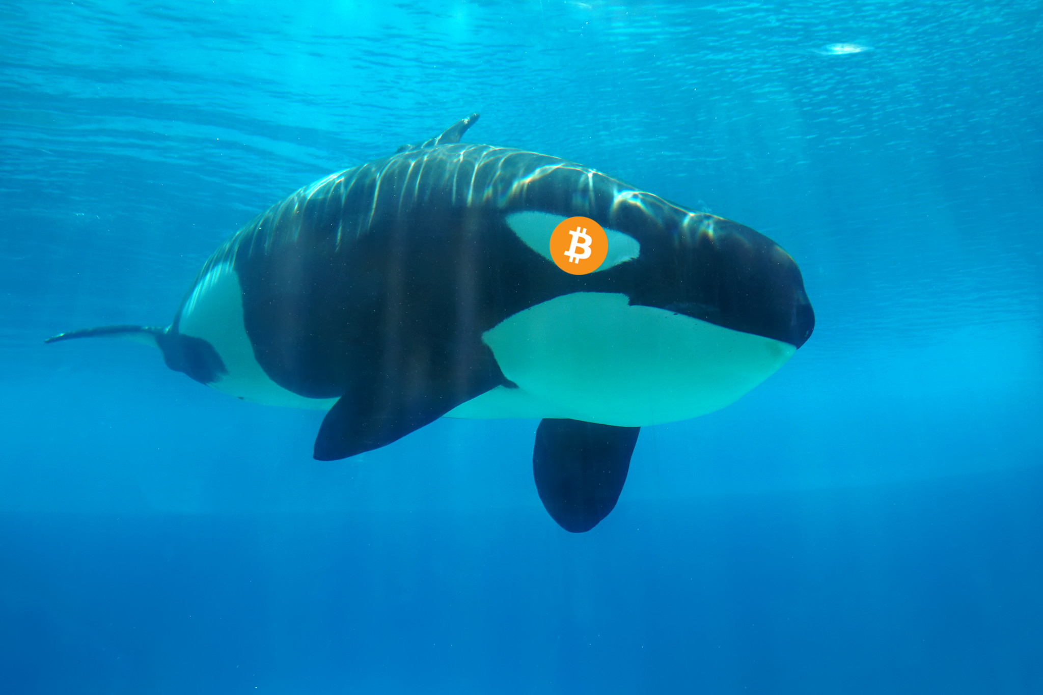 forschung-bitcoin-btc-wal-2017