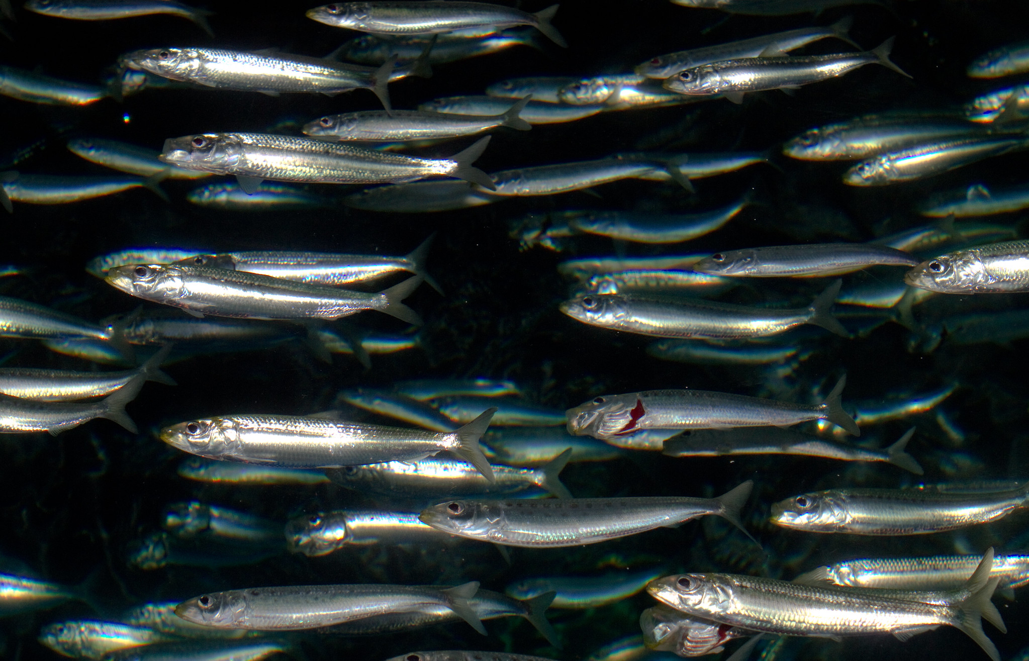 ico-des-jahres-sard-sardine
