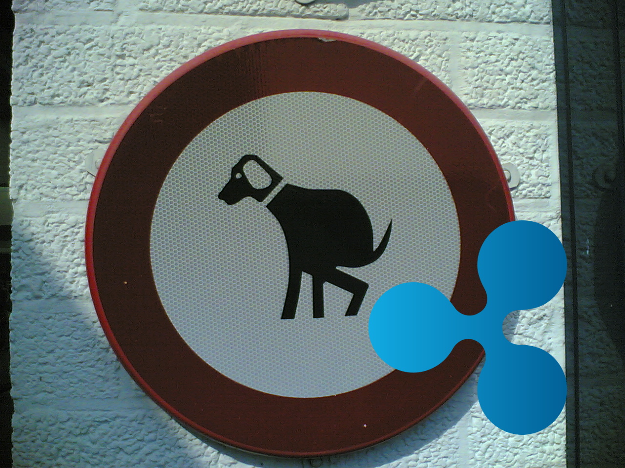 ist-ripple-xrp-hundescheisse-seltsamer-ceo-kommentar-zu-bitmex-listing