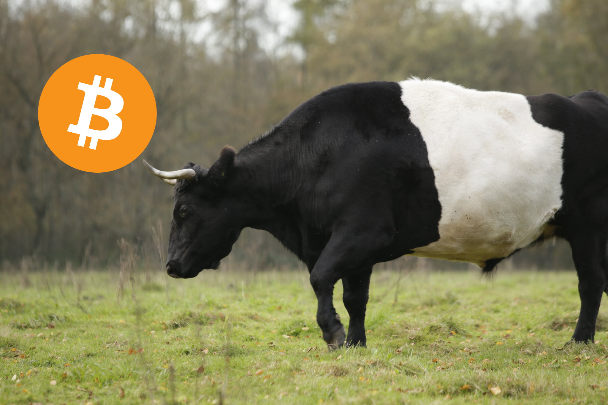 kraken-ceo-dies-wird-den-naechsten-bullenmarkt-ausloesen