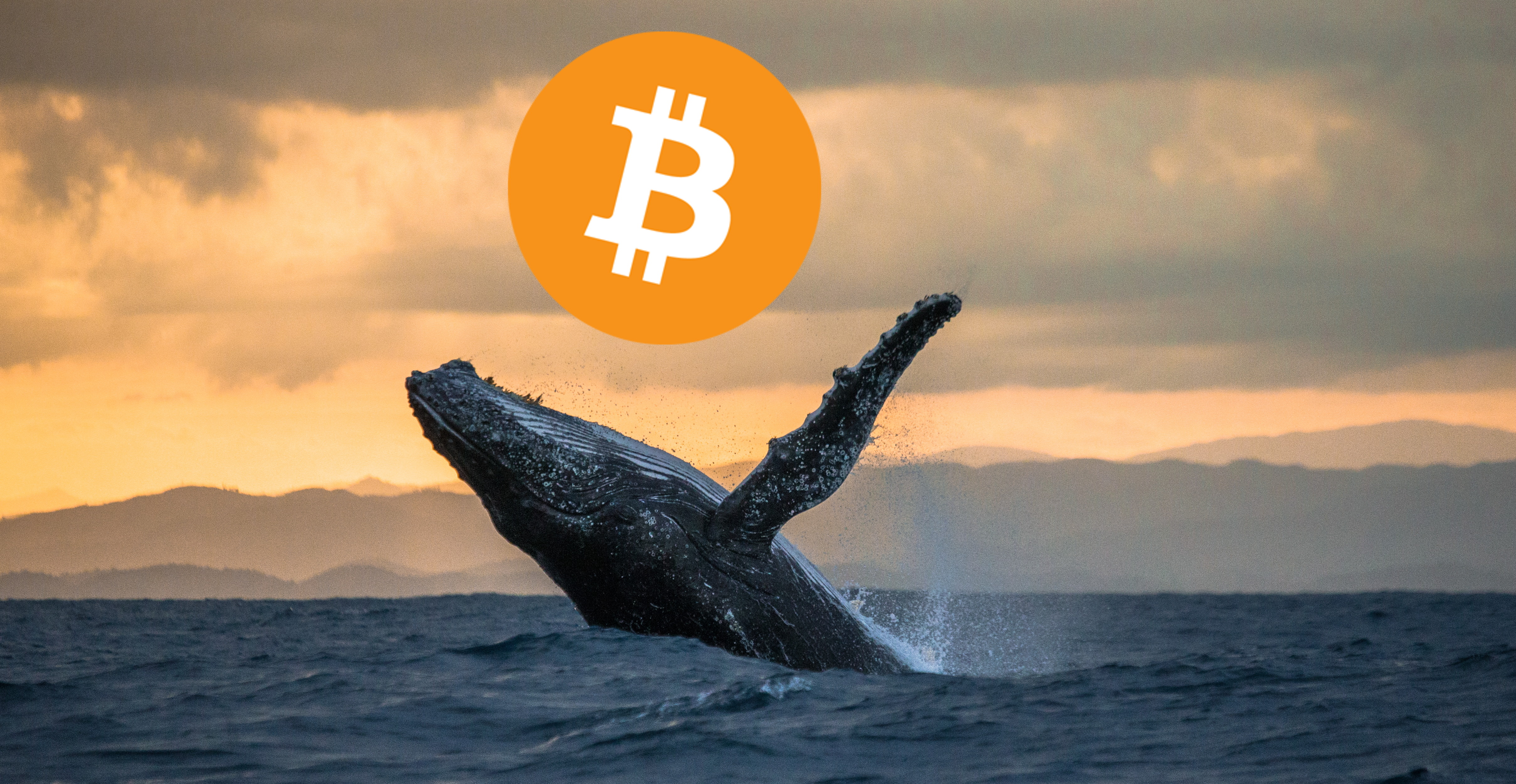 wale-verschieben-in-wenigen-minuten-3849-millionen-usd-in-bitcoin-und-diesen-beiden-altcoins