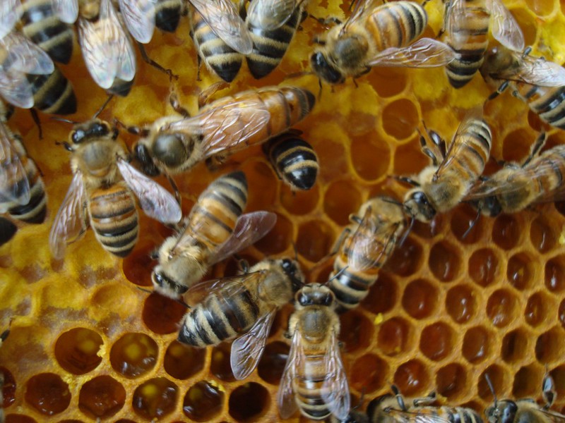 HIVE: Warum diese Social Media-Kryptowährung explodiert!