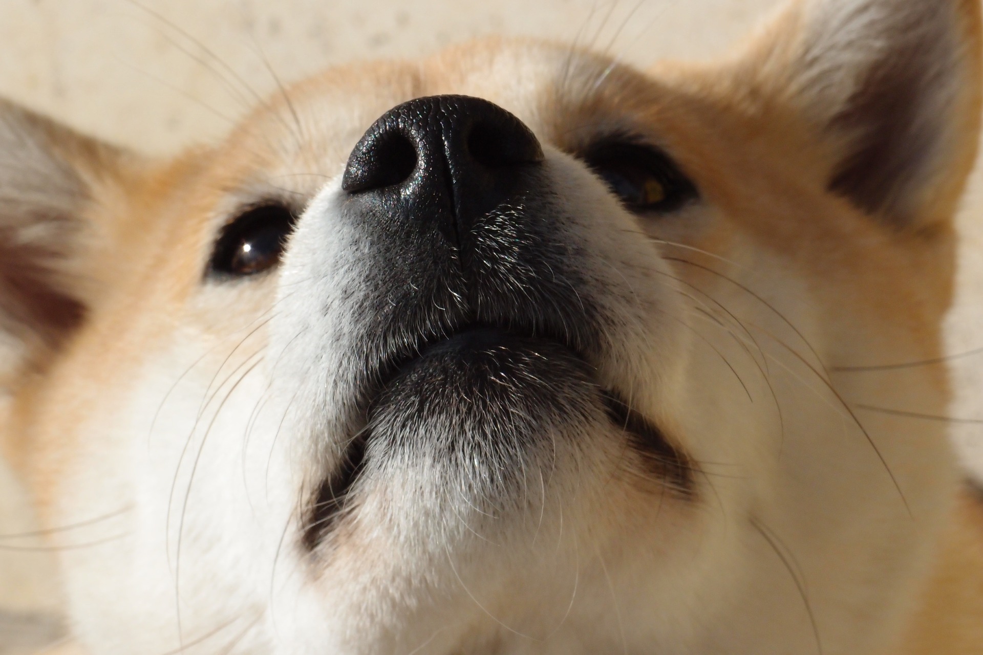 dogecoin-preis-explodiert-als-elon-musk-es-auf-twitter-befuerwortet