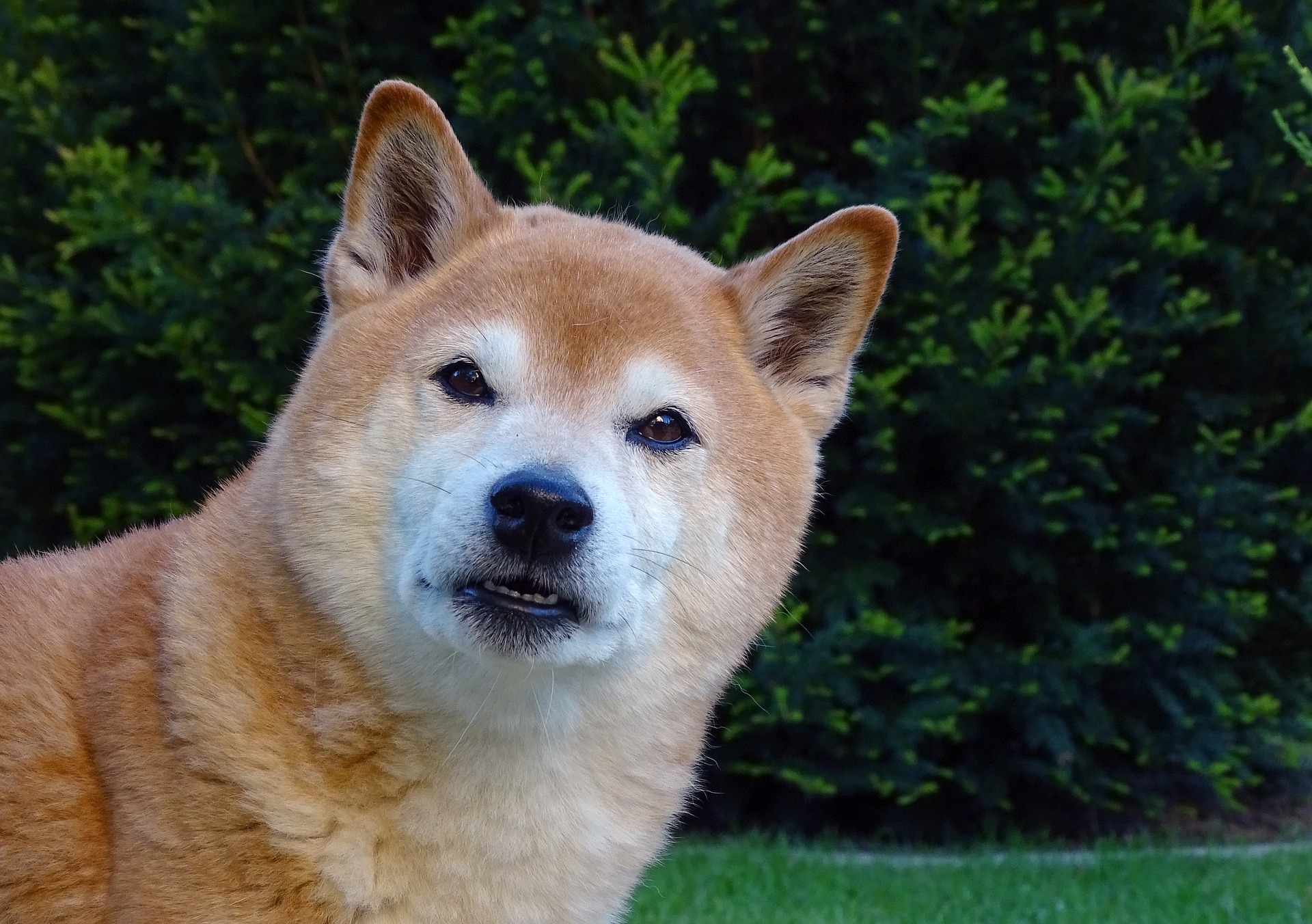 doge-steigt-um-80-auf-neues-all-time-high