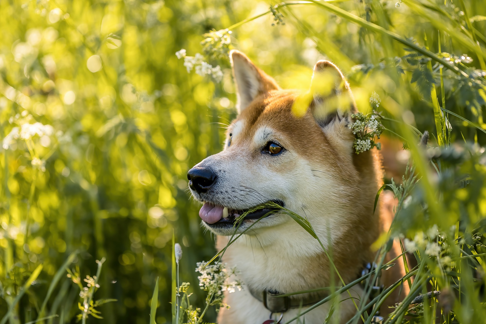 haben-shiba-inu-entwickler-den-code-von-shibarium-kopiert