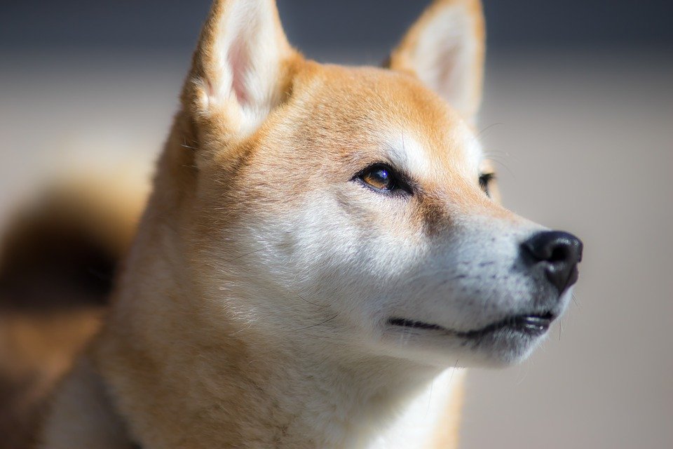 Diesen neuen wichtigen Meilenstein hat Dogecoin erreicht