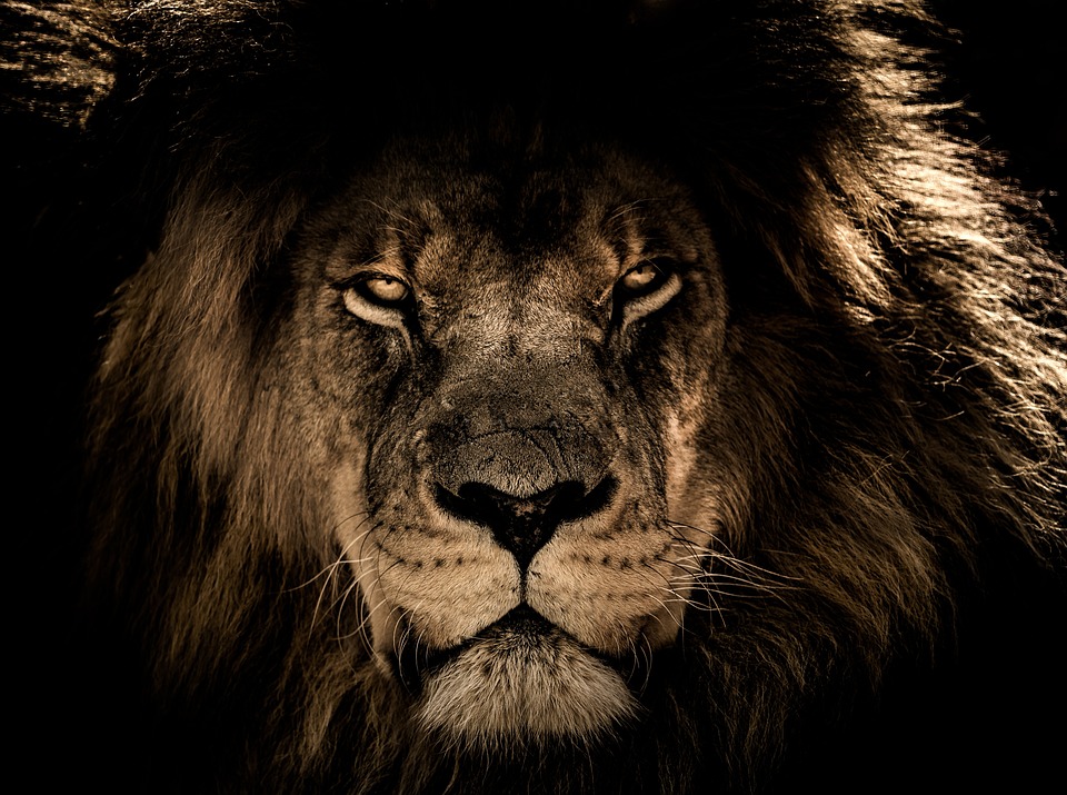 brave-browser-solana-integration-fuehrt-zu-preisanstieg
